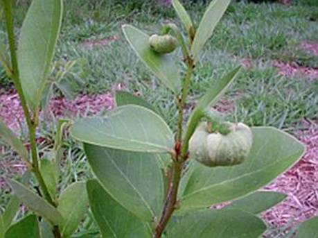Annona cornifolia